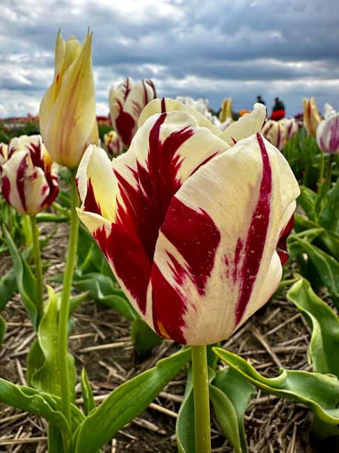 image n.34 of From Lisse: Keukenhof Flower Fields Bike Tour activity in Lisse, uploaded by supplier