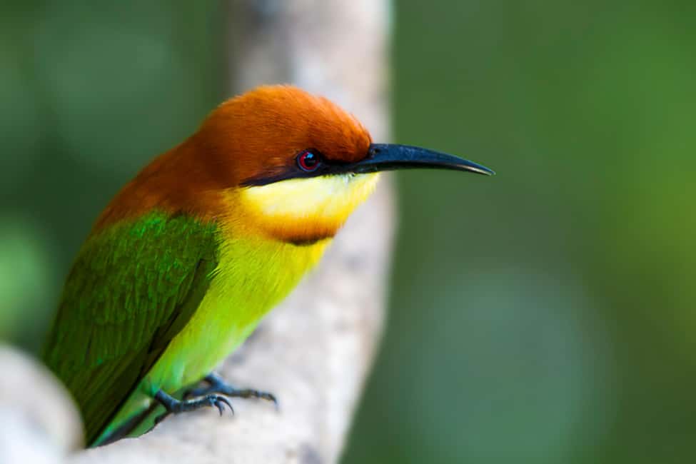 image n.21 of Hikkaduwa: Yala & Udawalawe Safari Day Trip with Picnic activity in Hambantota, uploaded by supplier