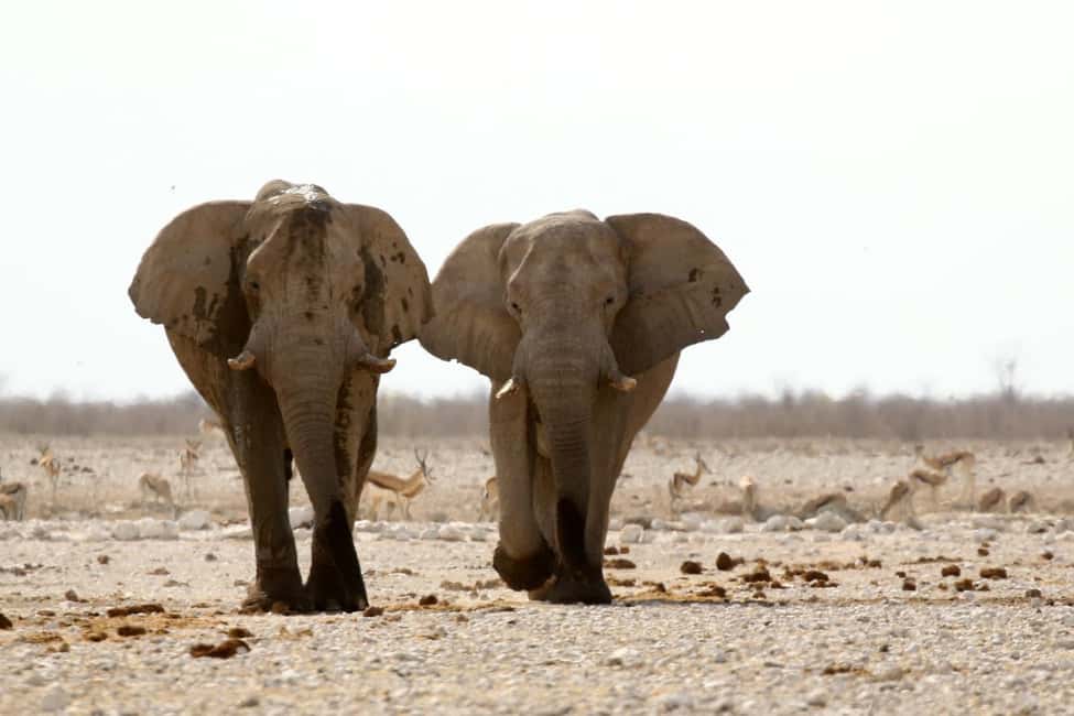 afbeelding n.5 van Vanuit Windhoek: 3-daagse Etosha met verblijf in een lodge activiteit in Okaukuejo, geüpload door aanbieder