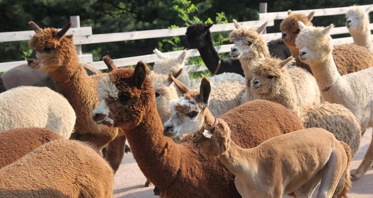 imagen n.º 6 de Seúl: Isla Nami, Alpaca World, Railbike y Healing Park actividad en Gapyeong-gun, subida por el proveedor