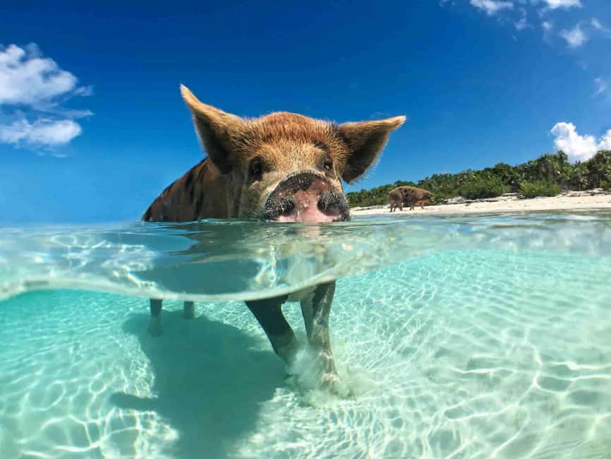 Image N°12 de Depuis Nassau : Nager avec des cochons Safari activité à Nassau, Bahamas, publiée par le prestataire