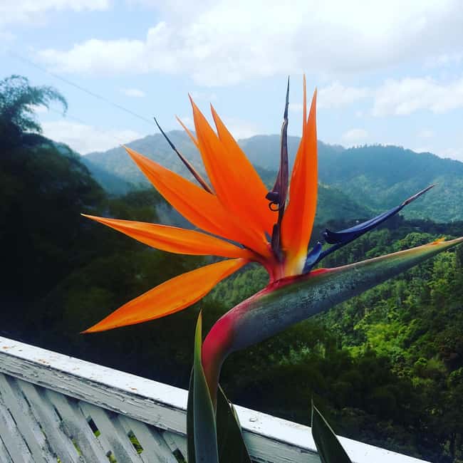 imagem n.7 de Visita às Blue Mountains de Kingston com prova de café atividade em Portland, Jamaica, carregada pelo fornecedor