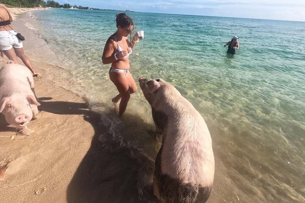 Image N°5 de Nassau : Circuit dans les îles avec déjeuner et boissons activité à Bahamas, publiée par le prestataire