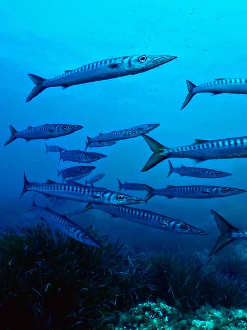 image n.8 of Menorca: Baptism Scuba Diving in Marine Reserve activity in Port d'Addaia, uploaded by supplier