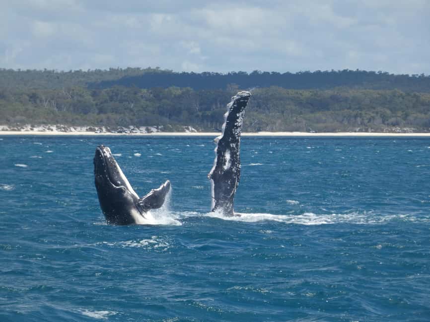 obrázek č.11 aktivity Hervey Bay: Zážitek z pozorování velryb v destinaci Hervey Bay, nahraný poskytovatelem aktivity