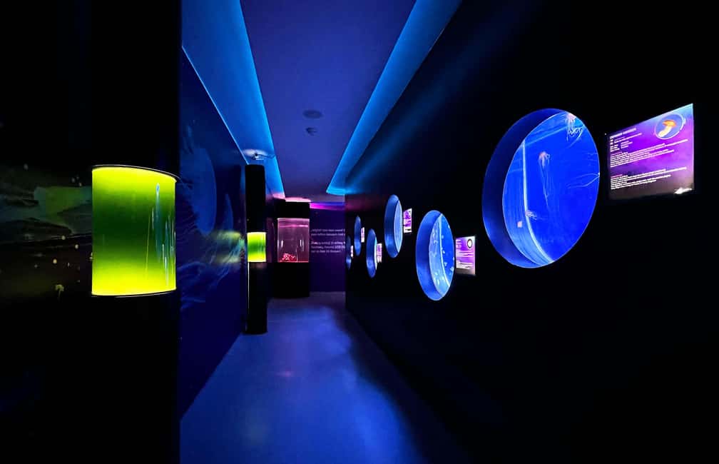 image n.8 of Prague: The World Of Jellyfish Entry Ticket w/ Drink activity in Prague, uploaded by supplier