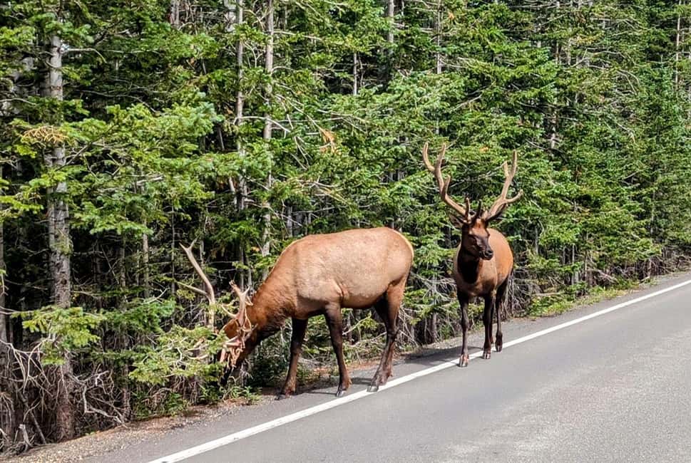 image n.6 of Denver/Boulder: Rocky Mountain National Park Tour activity in Denver, uploaded by supplier