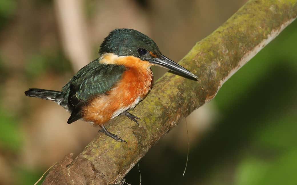 image n.22 of Carara National Park: Best Tour Carara National Park-One Day activity in Puntarenas Province, uploaded by supplier