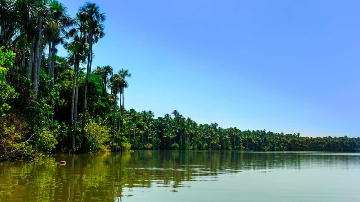 image n.4 of From Puerto Maldonado | Jungle hike + Sandoval Lake | activity in Puerto Maldonado, uploaded by supplier