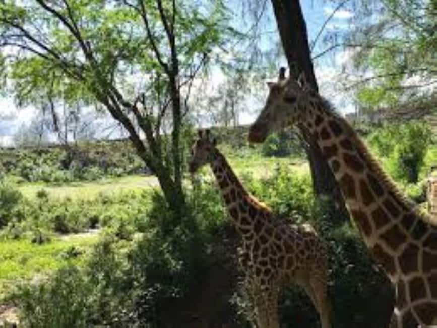 image n.6 of Mombasa: Discovery Day Tour and Haller Park activity in Mombasa, uploaded by supplier