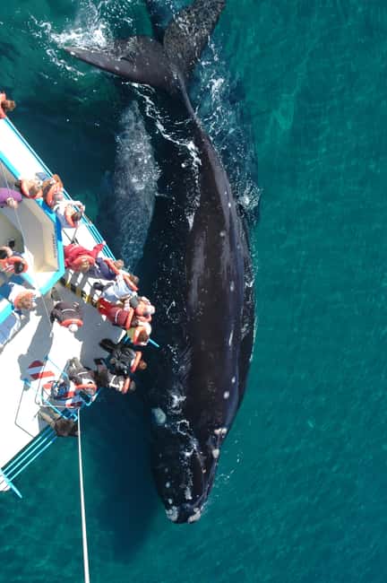 Bild Nr. 11 von Puerto Piramides: Walbeobachtungstour mit dem Boot Aktivität in Argentinien, hochgeladen vom Anbieter