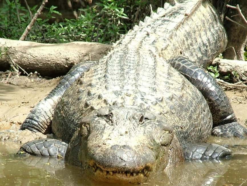 Immagine nº 9 di New Orleans: Tour in barca della palude di Honey Island con una guida attività a New Orleans, caricata dal fornitore