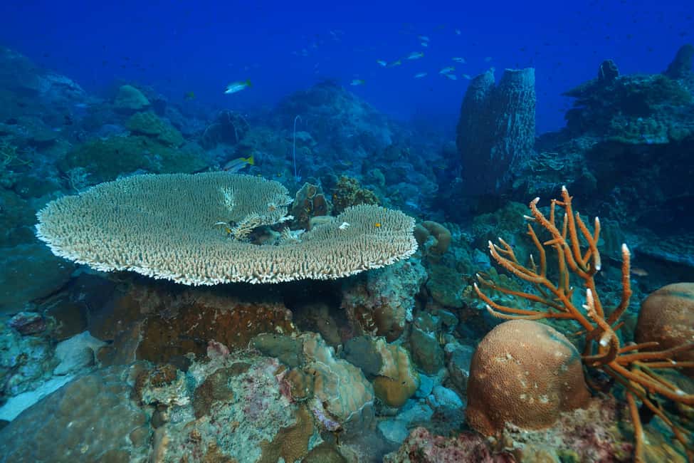 image n.12 of Koh Chang: 1-Day Dive Trip to Top Underwater Sites activity in Trat Province, uploaded by supplier
