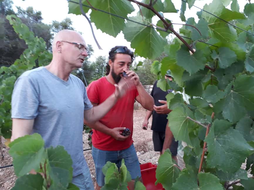 bild nr.8 av Binissalem: Individuell vingårdstur och vinprovning på tyska aktivitet i Binissalem, uppladdad av arrangören