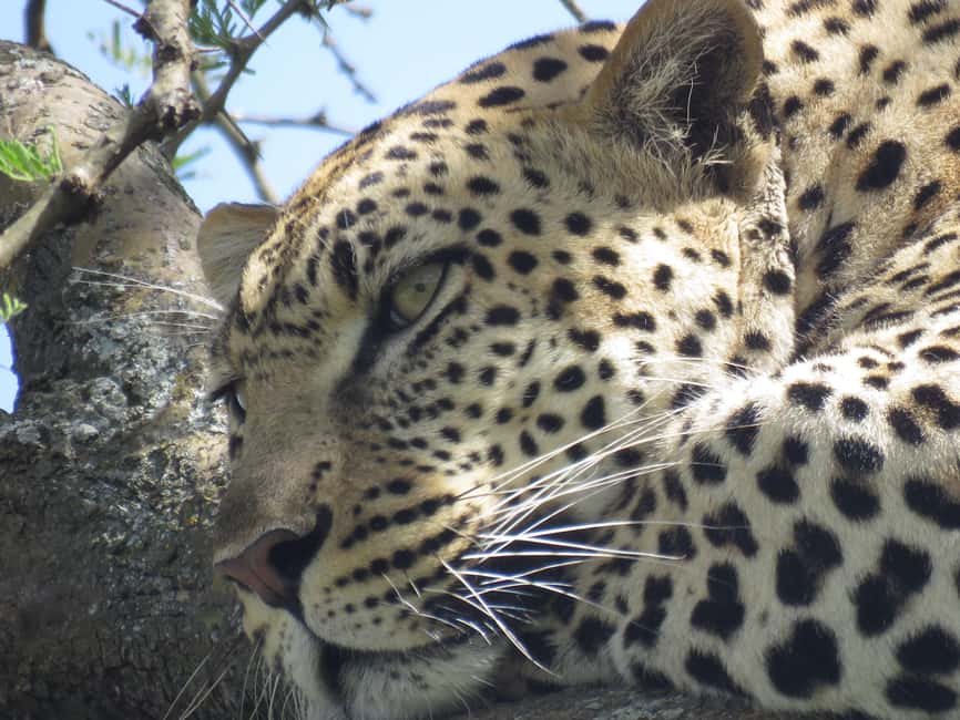 image n.5 of Two Days Shared Safari to Tarangire & Ngorongoro Crater activity in Arusha (Region), uploaded by supplier