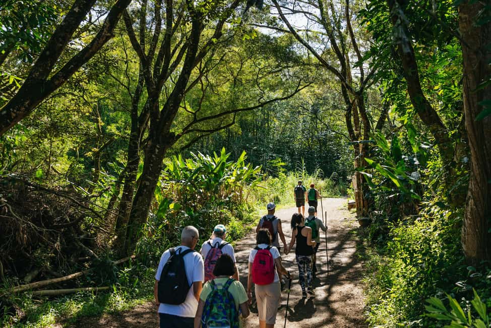 image n.6 of Maui: Rainforest Waterfalls Guided Hike with Picnic Lunch activity in Haiku, Hawaii, uploaded by supplier