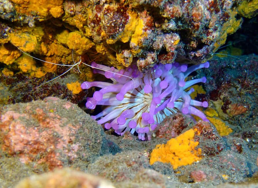 image n.24 of Tenerife: Half-Day Snorkeling Tour activity in Arico, uploaded by supplier