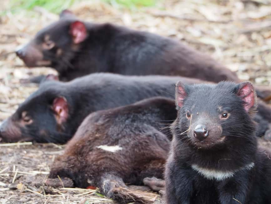 image n.17 of Tasmania: 7-Day West to East Tour activity in Tasmania, uploaded by supplier