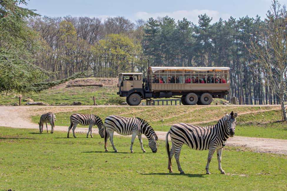 bild nr.1 av Från Paris: Safari i Thoiry Park och rundtur i slottet aktivitet i Montfort-l'Amaury, uppladdad av arrangören