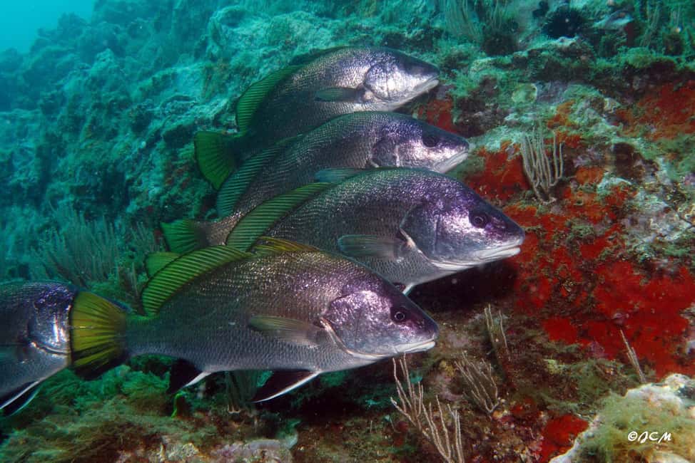 image n.5 of Argelès-sur-Mer : first dive in the Marine Natural Park activity in Perpignan, uploaded by supplier