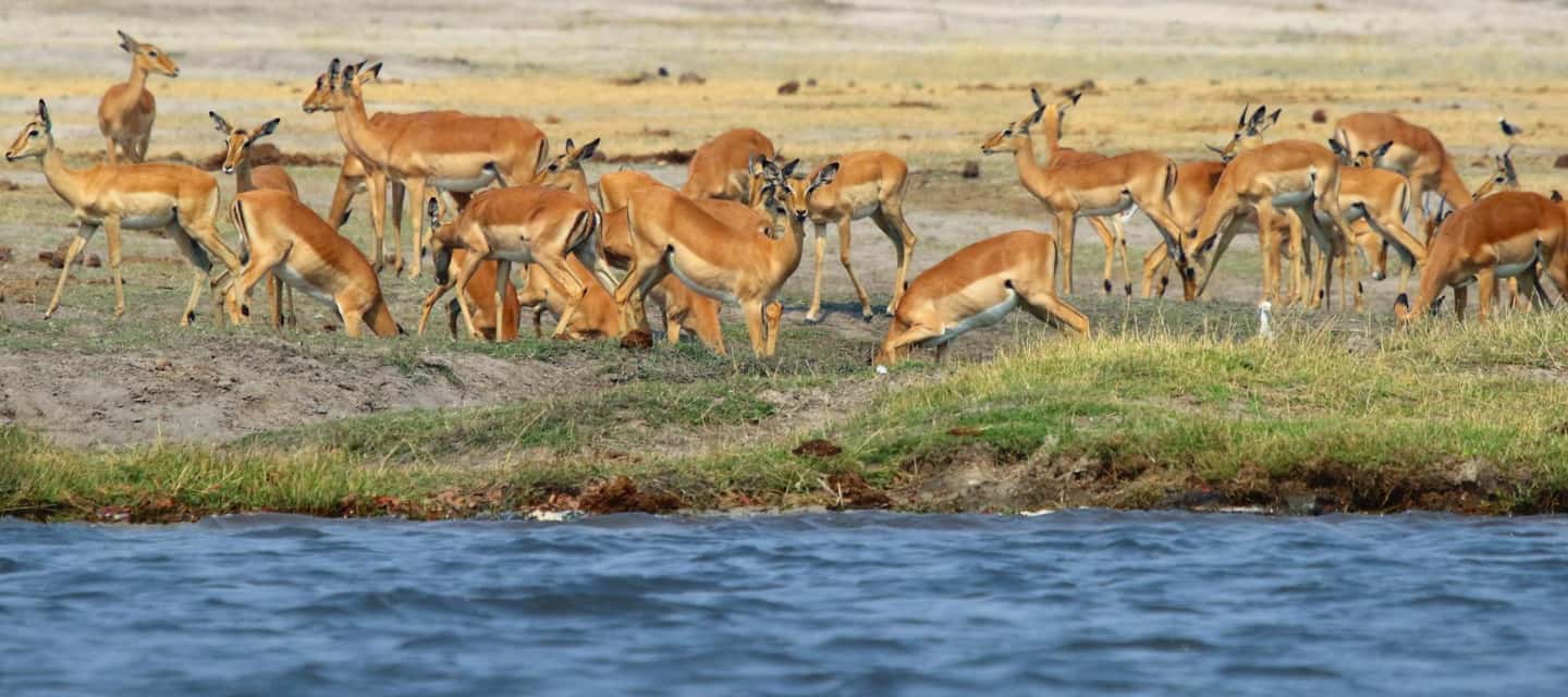image n.15 of From Kasane: Chobe River Sunset Cruise activity in North-West District, uploaded by supplier