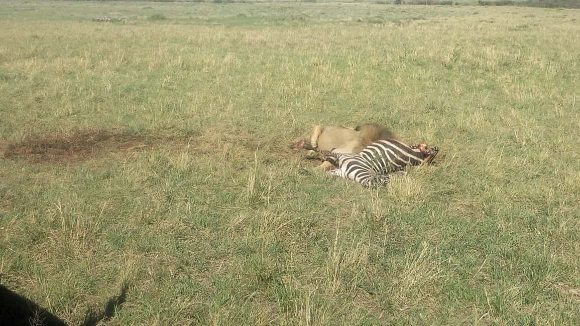 image n.49 of From Nairobi to Masai Mara Reserve & Village visit Day trip activity in Central Kenya, uploaded by supplier