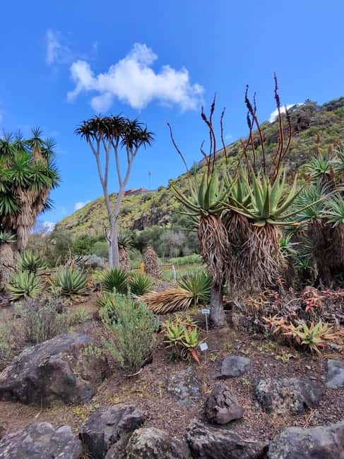 image n.54 of Private Bandama Caldera, Botanic Garden(/Wine*), Old Town activity in Las Palmas, uploaded by supplier
