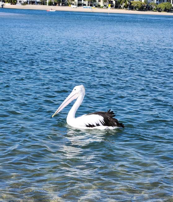 image n.10 of Noosa Heads: Hidden Waterways Wildlife Kayak (Fully Guided) activity in Noosaville, uploaded by supplier