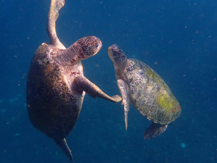 billede nr.18 af aktiviteten Koh Tao: Snorkeltur til øen Nang Yuan og skjulte bugter i Thailandbugten, uploadet af udbyder