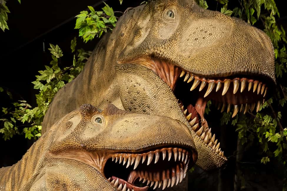 imagem n.11 de Otava: Ingresso no Museu Canadiano da Natureza atividade em Ottawa, carregada pelo fornecedor