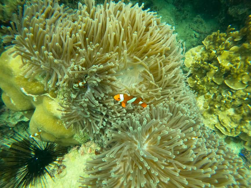 image n.24 of Koh Tao: Private Longtail Snorkel Tour with Nang Yuan Visit activity in Ko Tao, uploaded by supplier