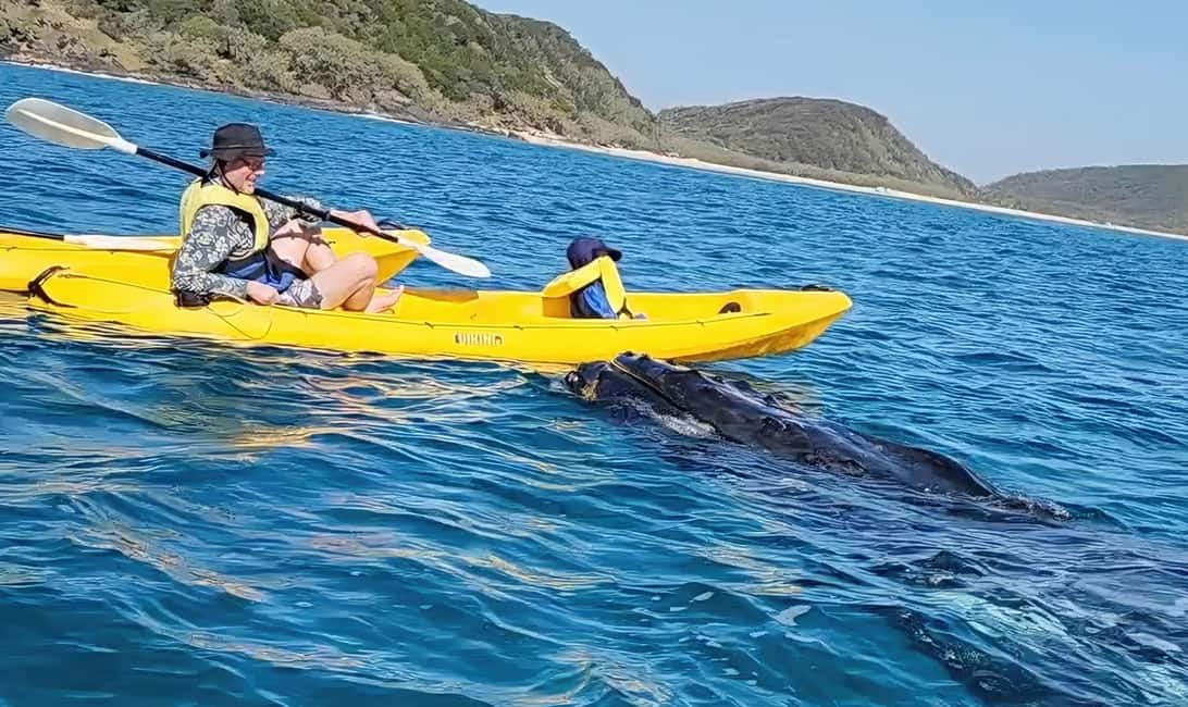image n.1 of Whale Watching Ocean Kayak & Beach 4X4 Tour Noosa activity in Gympie, uploaded by supplier