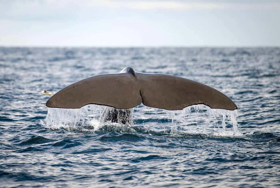 image n.3 of Bleik: Whale Watching by Speedboat with Puffins and Muffins activity in Nordland County, uploaded by supplier