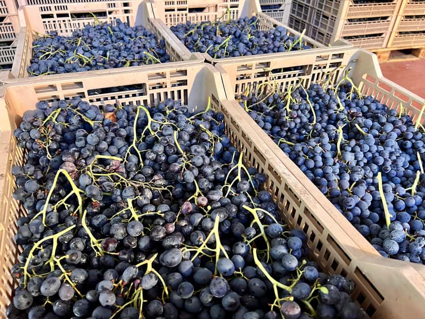 Immagine nº 52 di Il tour completo dell'Amarone: 2 cantine, pranzo e approfondimento sull'Amarone attività a Verona, caricata dal fornitore