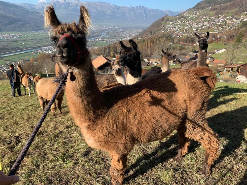 Bild Nr. 16 von Triesenberg: Spaziergang mit Lamas in den Bergen Aktivität in Triesenberg, hochgeladen vom Anbieter