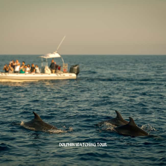 Immagine nº 2 di Tour di avvistamento dei delfini e snorkeling con trasferimenti dall'hotel attività a Mascate, caricata dal fornitore