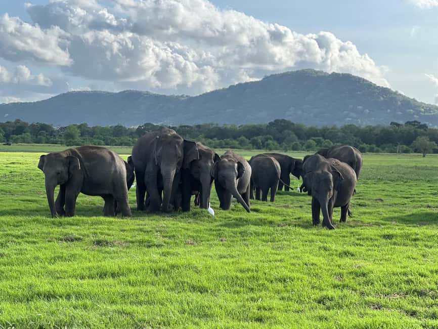imagem n.1 de De Sigiriya: Safari em jipe 4X4 no Parque Nacional Minneriya atividade em Anuradhapura, carregada pelo fornecedor