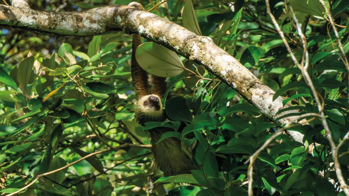 image n.16 of Panama Canal: Monkey Island and Jungle Hike Eco Tour activity in Colón Province, uploaded by supplier