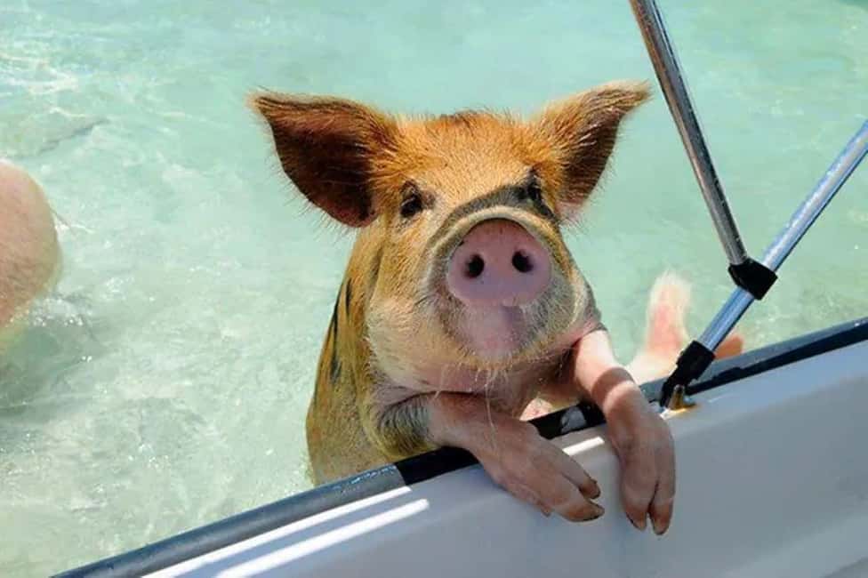 image n.11 of Nassau: 3 Islands Tour, Snorkel, Pig Beach, Turtles & Lunch activity in Berry Islands, uploaded by supplier