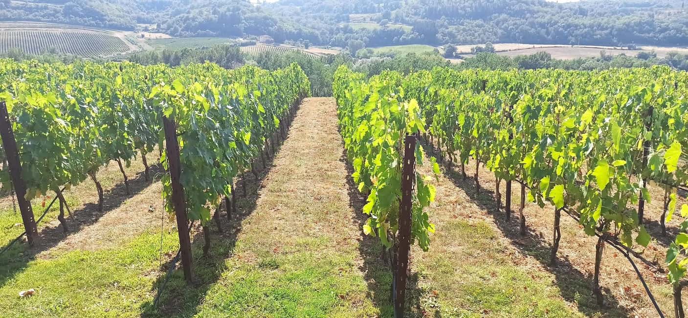 image n.14 of Visit Pisa & Lucca with lunch in a family-run winery activity in Pisa, uploaded by supplier