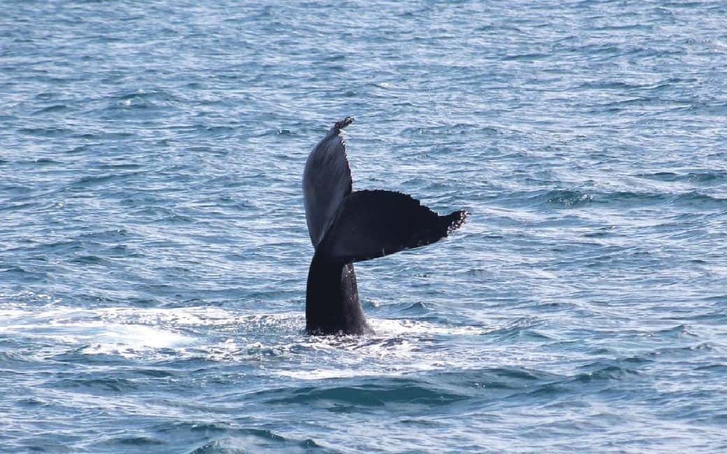 imagen n.º 17 de Húsavík: Excursión familiar y guiada de avistamiento de ballenas actividad en Norðurland Eystra, subida por el proveedor