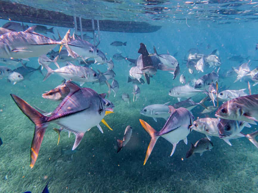 image n.11 of From Cartagena: 5 Islands with Snorkeling, Beaches, and Buffet Lunch activity in Cartagena, uploaded by supplier