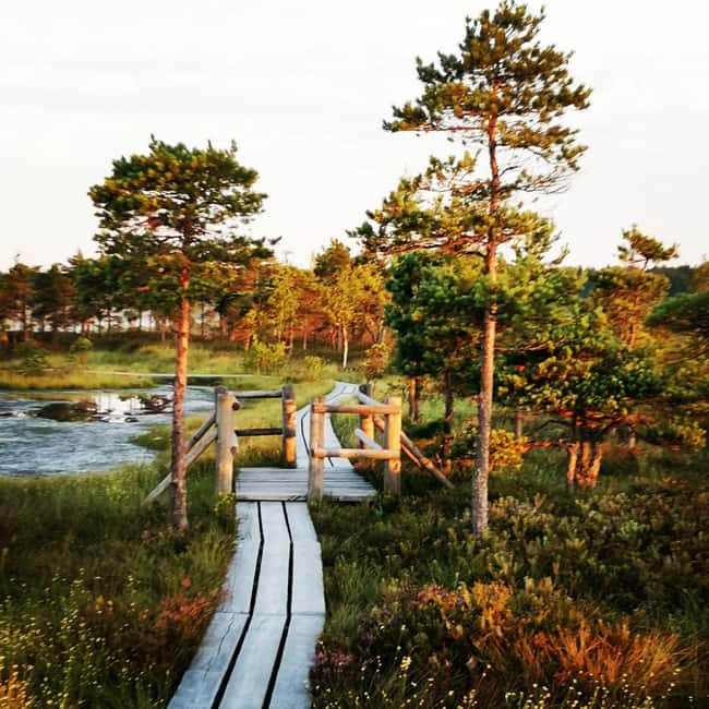 image n.1 of Kemeri National Park Bog Trail near Riga activity in Jurmala, uploaded by supplier