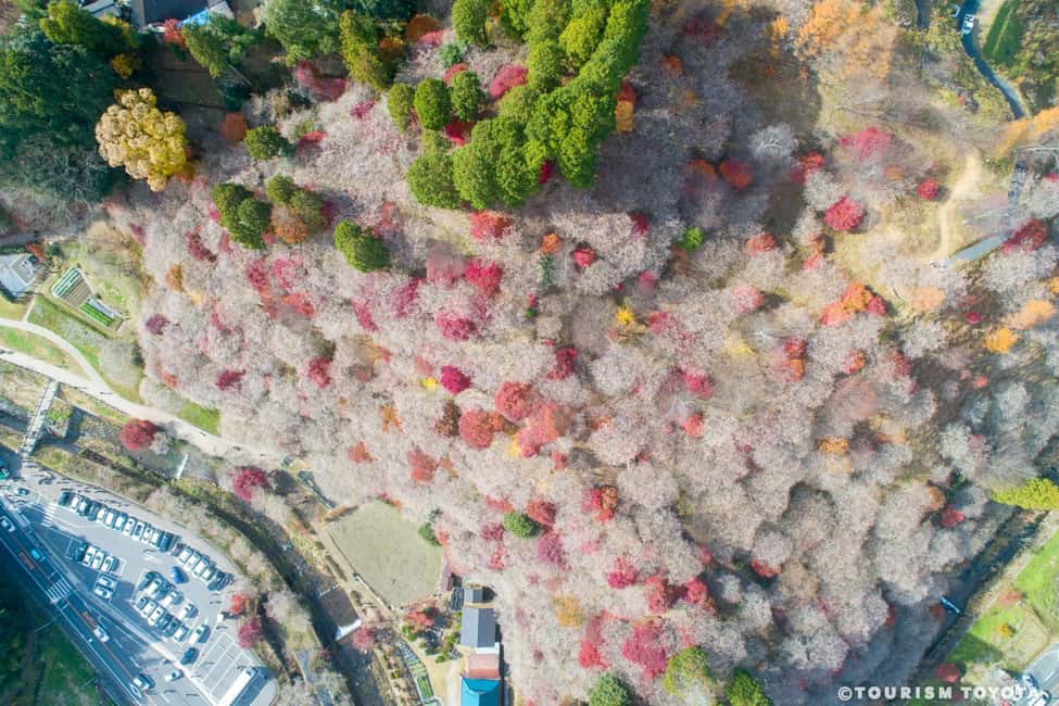 image n.13 of From Nagoya: Obara Shiki-Zakura and Korankei Autumn Trip activity in Nagoya, uploaded by supplier
