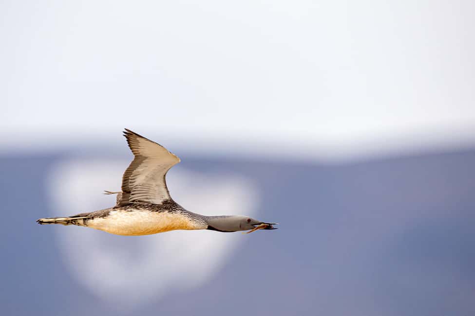 image n.3 of Longyearbyen: Wildlife Safari & Hiking Photography Tour activity in Longyearbyen, uploaded by supplier