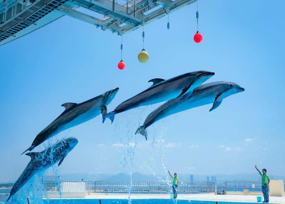 image n.1 of Fukuoka: Marine World Uminonakamichi E-Tickets activity in Fukuoka, uploaded by supplier
