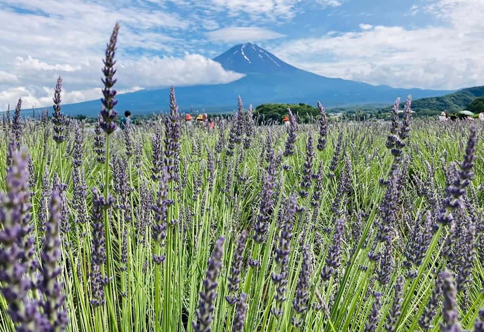 image n.14 of Tokyo: Mt. Fuji, LakeKawaguchiko, Pagoda, & Oishi Park Tour activity in Fujinomiya, uploaded by supplier