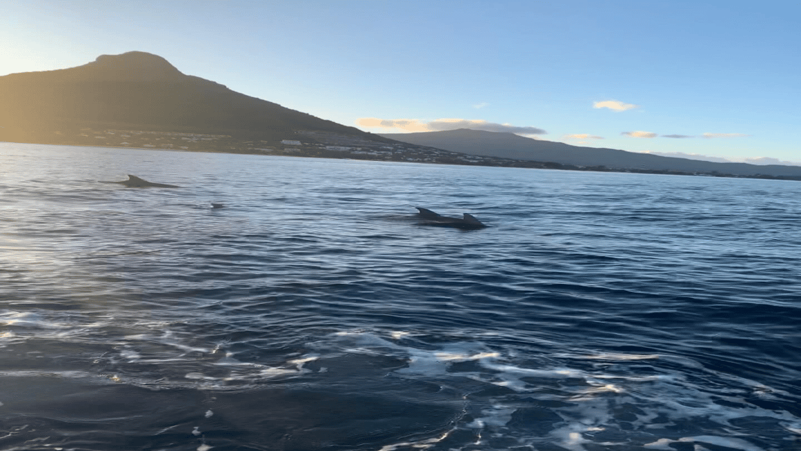 image n.3 of Whale & Dolphins Swimming - Private Speedboat Exclusive Tour activity in Mauritius, uploaded by supplier