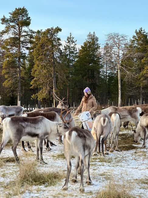 billede nr.4 af aktiviteten Levi Wilderness Twilight Adventure i Sirkka, uploadet af udbyder