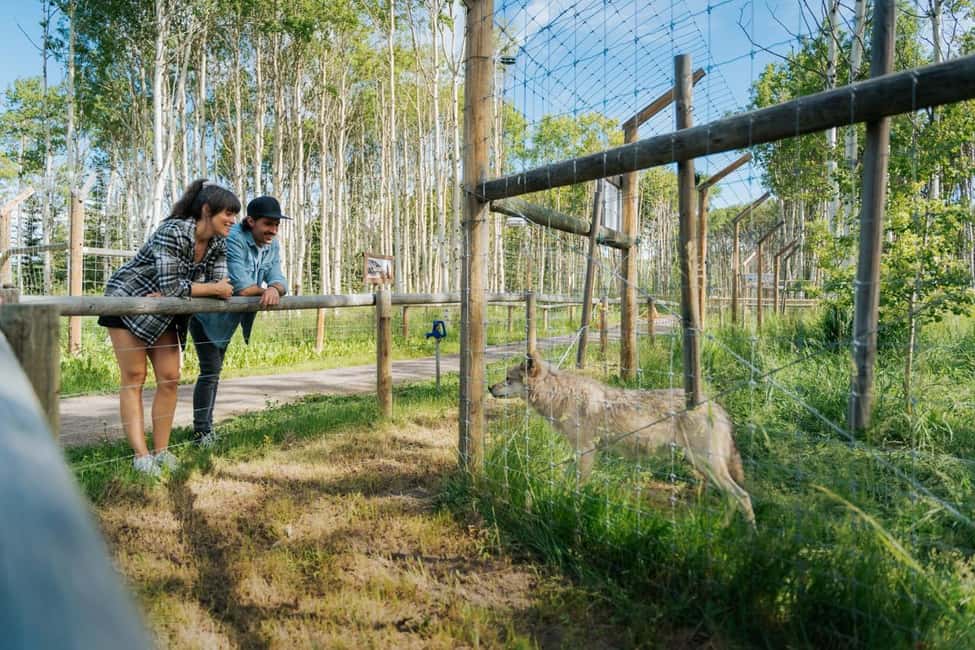 image n.6 of Cochrane: Yamnuska Wolfdog Sanctuary Tour activity in Cochrane, uploaded by supplier